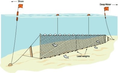 Liman Ağ - Fanyalı Profesyonel Sazan Ağı 100 Metre 0,23 mm Misina